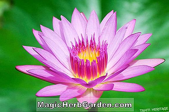 Nymphaea (Maurice Laydeker Hardy Water Lily)