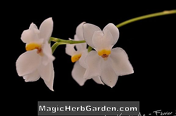 Odontioda (orchidée au rhum rouge)