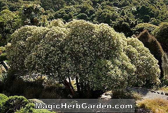 Növények: Olearia x haastii (Daisy Bush)