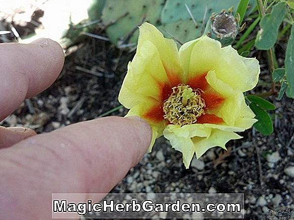 Opuntia macrorhiza (Macrorhiza Cactus)