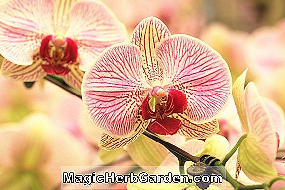 Orchis elata (orchidée de marais robuste)