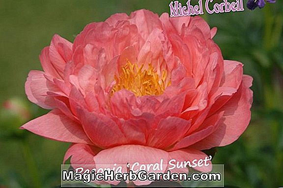 Plantes: Paeonia (Pivoine Port Royale)