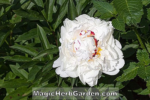 Paeonia lactiflora (Pivoine Mai Fleuri)