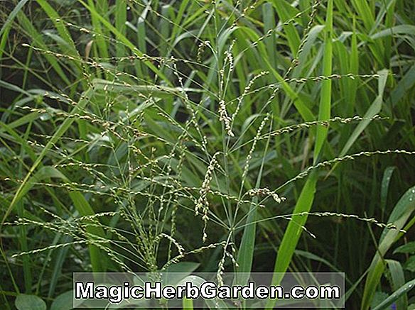 Panicum maximum