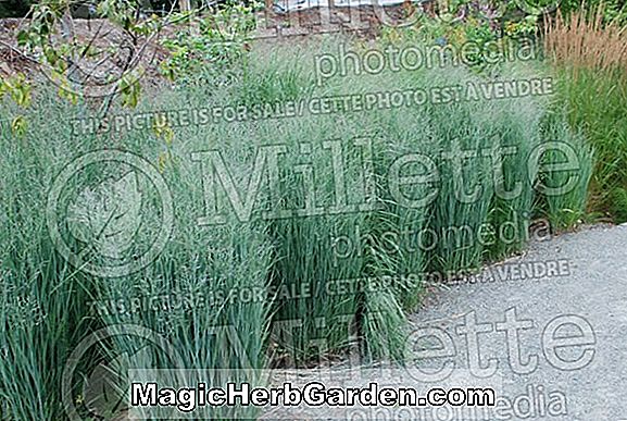 Plantes: Panicum virgatum (herbe à commutateur strict)