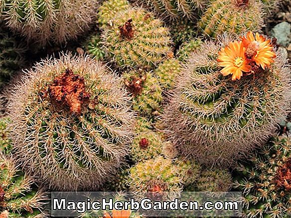 Parodia haselbergii (cactus à boule écarlate)
