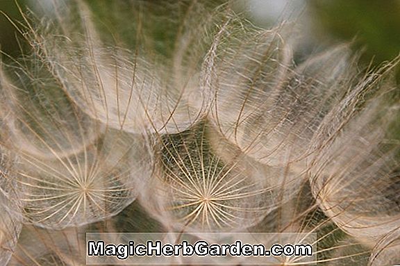 Pennisetum alopecuroides (herbe de fontaine de Hameln)