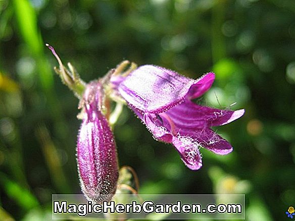 Penstemon whippleanus (Penstemon de Whipple)