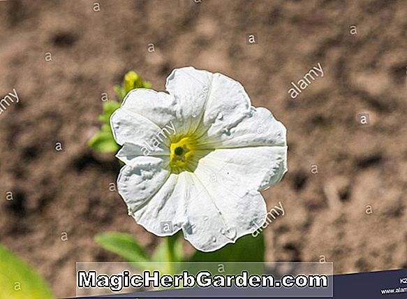 Petunia hybrida (Carpet Series Petunia)