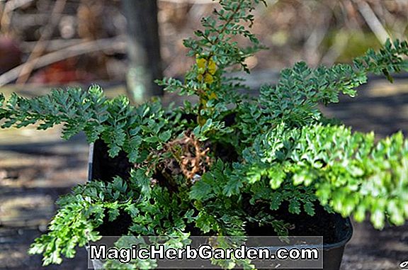 Plantes: Phlebodium aureum (Fougère d'Ekstrand Rabbit)