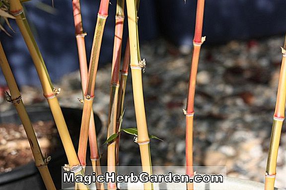 Phyllostachys bambusoides (Castillon Inversa Bamboo)