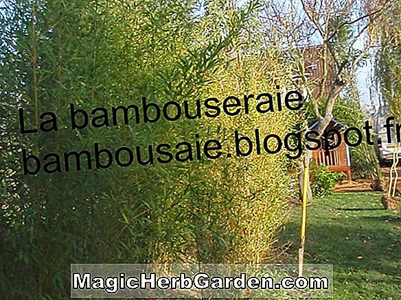 Phyllostachys bambusoides (bambou géant) - #2