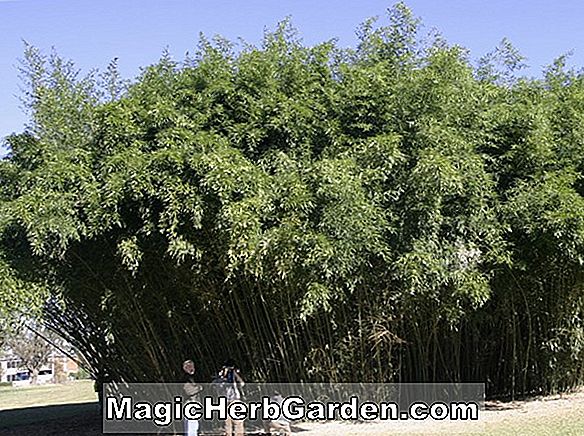 Phyllostachys heteroclada (bambou)