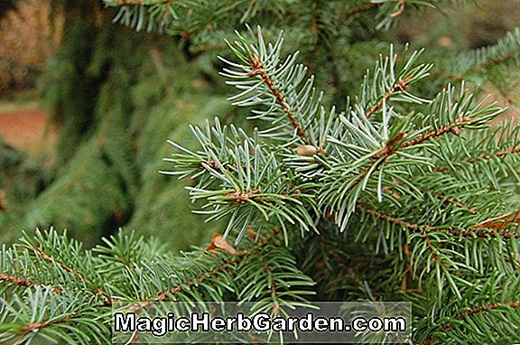 Picea omorika (épinette serbe de Gnom)