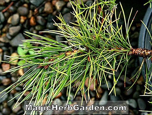 Pinus aristata (pin hickory)