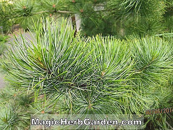 Pinus koraiensis (pin coréen)