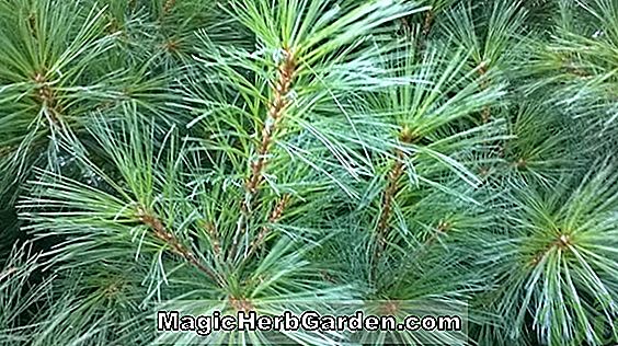 Pinus strobus (pin blanc) - #2