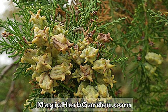 Platycladus orientalis (Sanderi Chinese Arborvitae)