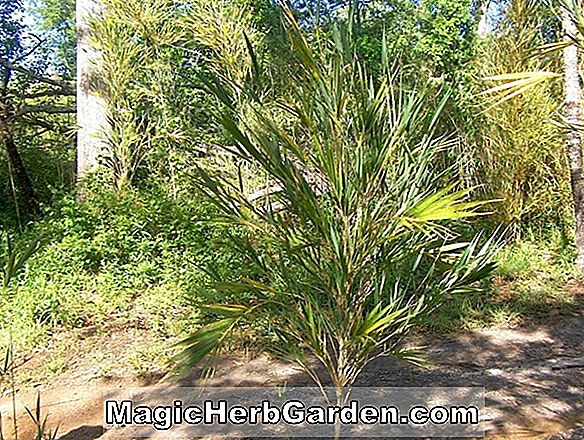 Pleioblastus hindsii (Hindsi Bamboo) - #2