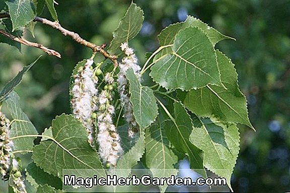 Populus deltoides (peuplier oriental)