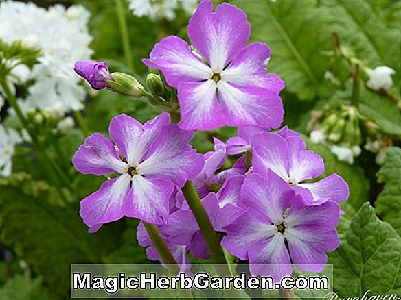 Primula sieboldii (primevère flocon de neige)