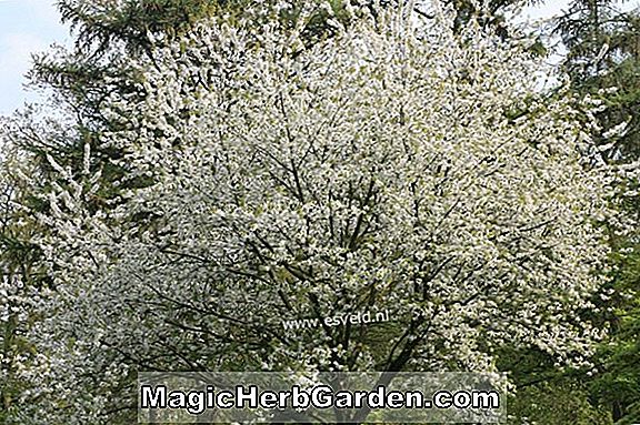 Prunus (Hedelfingen Sweet Cherry)