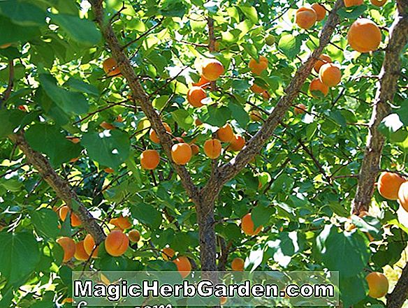 Prunus armeniaca (King Apricot) - #2