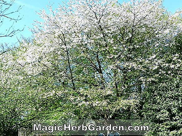 Plantes: Prunus avium (cerisier des oiseaux) - #2