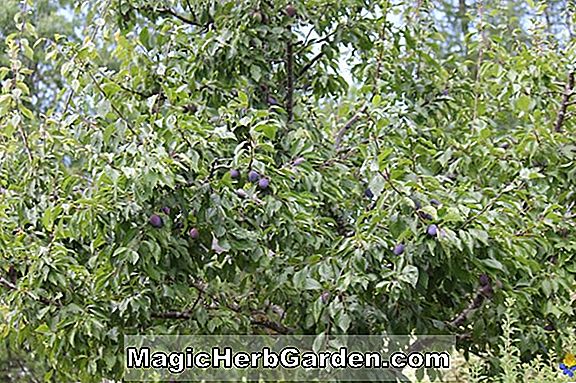 Prunus domestica (prunier européen aux pruneaux français)