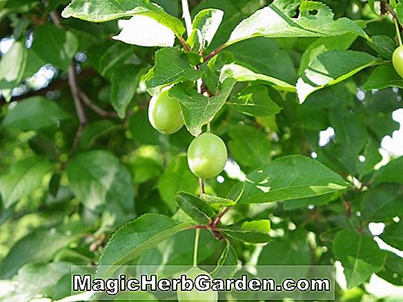 Prunus nigra (prune du Canada) - #2