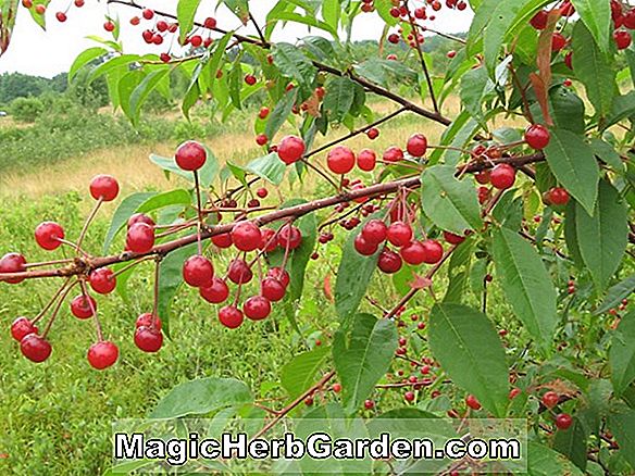 Plantes: Prunus pensylvanica (Pin Cherry)