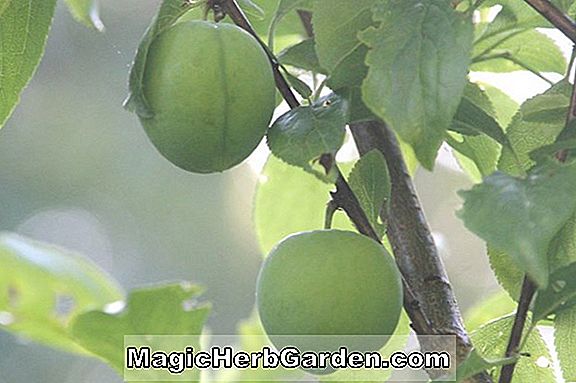Prunus salicina (prune japonaise supérieure)
