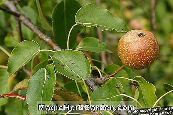 Pyrus ussuriensis (Poire Ussurienne)