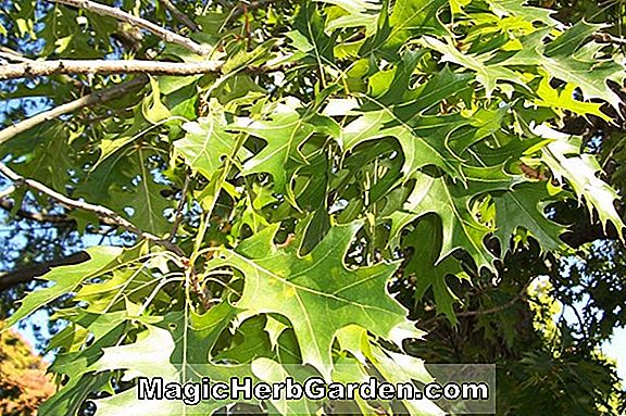 Plantes: Quercus muehlenbergii (châtaignier jaune)