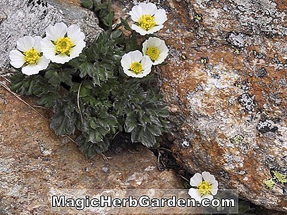 Ranunculus glacialis (renoncule glaciaire)