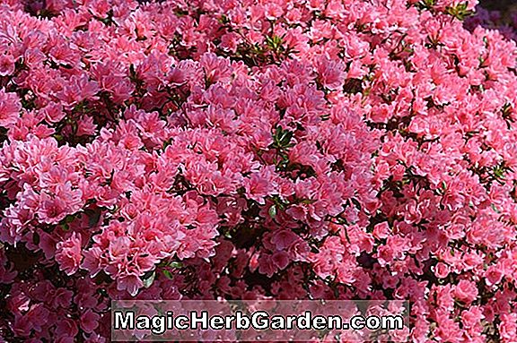 Rhododendron (Can Can Greenwood Hybrid Azalea) - #2