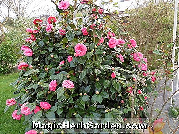 Camellia japonica (Camélia Feuille De Laurier)