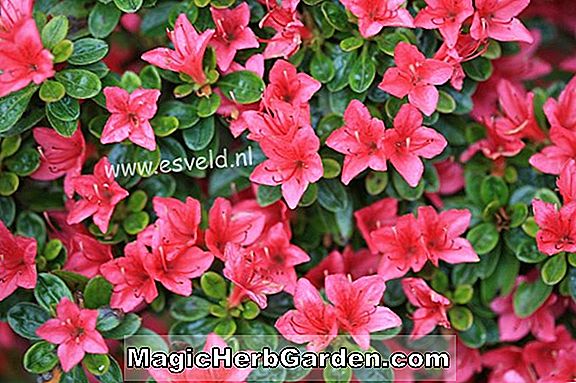 Növények: Rhododendron (Hana Asobi Kurume Azalea)