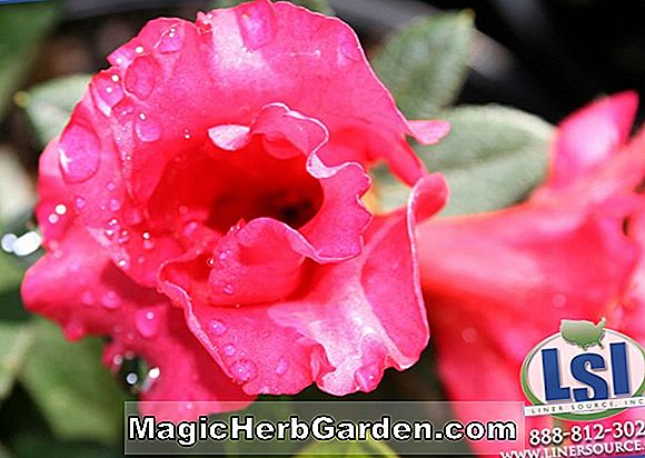 Rhododendron (Azalée de Farall Mandarine Knap Hill) - #2