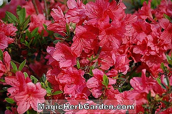 Rhododendron (Azalée Exbury Jaune Hotspur)