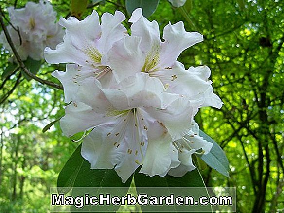 Rhododendron (Maryann Gable Azalea Hybride)