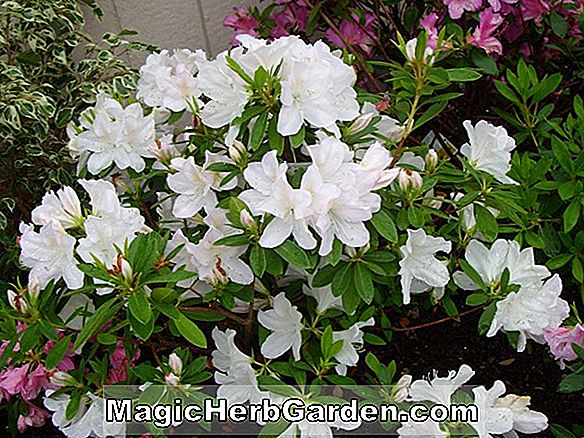 Rhododendron (Alba Magna belga Indica Azalea)
