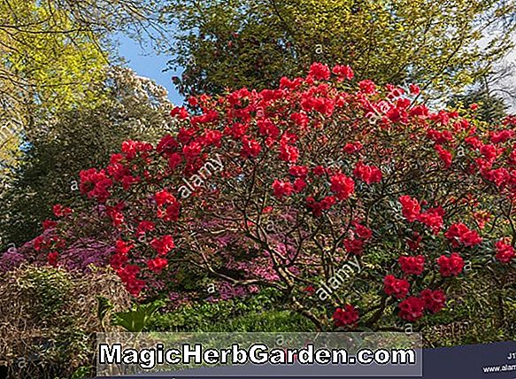 Plantes: Rhododendron (La Lumiere Gable Hybride Azalée) - #2