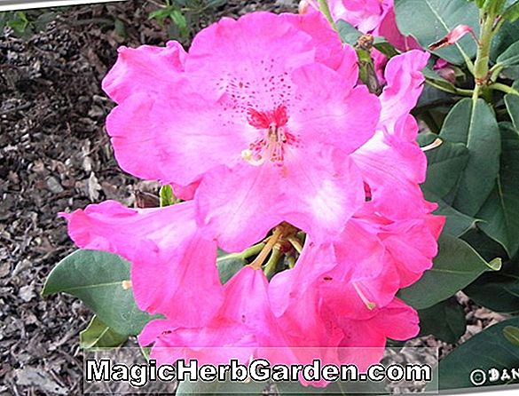 Rhododendron (Madeleine Exbury Azalea) - #2