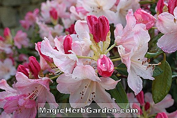Rhododendron (Azalée de la colline rose mauve) - #2