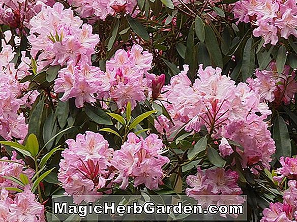 Rhododendron (fierté de l'azalée hybride du sud de l'Inde) - #2