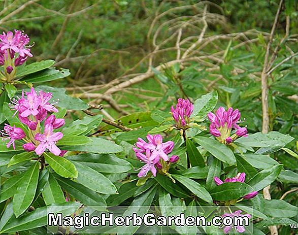 Rhododendron (Sligo Glenn Dale Azalea) - #2