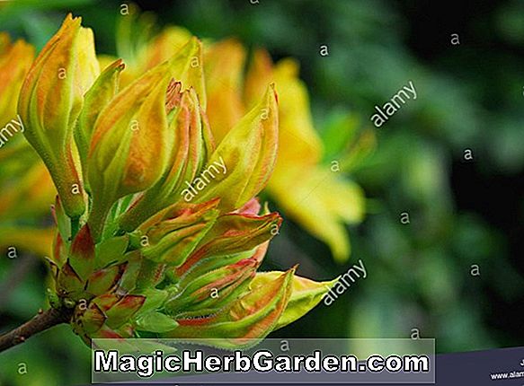 Rhododendron (Samuel Taylor Coleridge Mollis Hybride Azalée) - #2