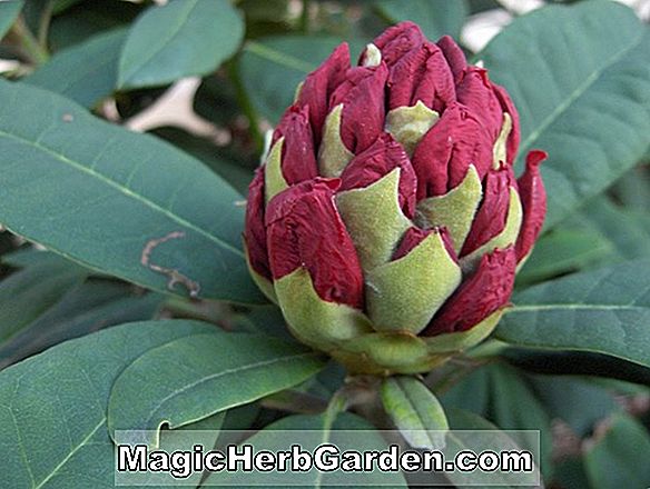 Rhododendron (sceau rouge Kurume azalée)