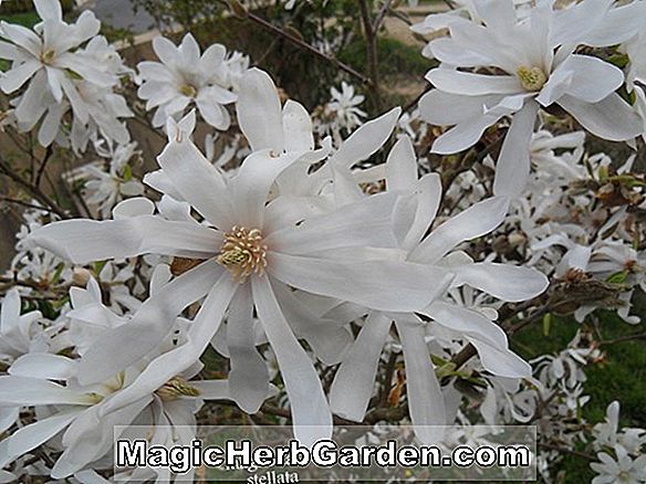 Rhododendron (azalée de Kurume des neiges)
